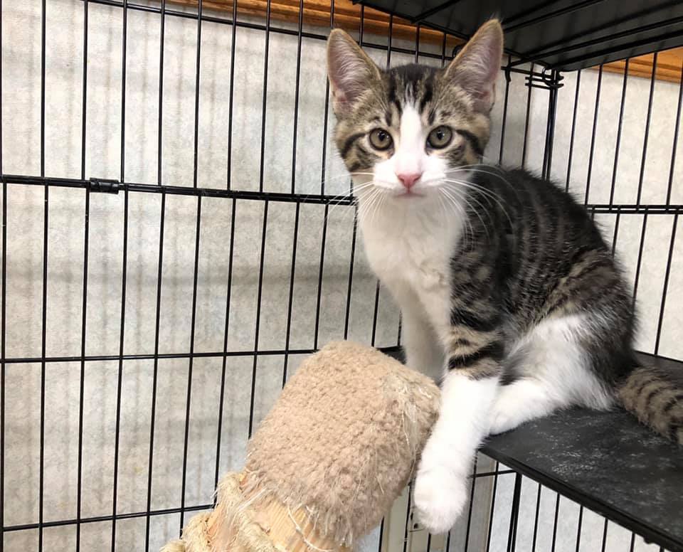 Spay and Neuter Surgery in Columbus, OH North Kenny Vet Hospital