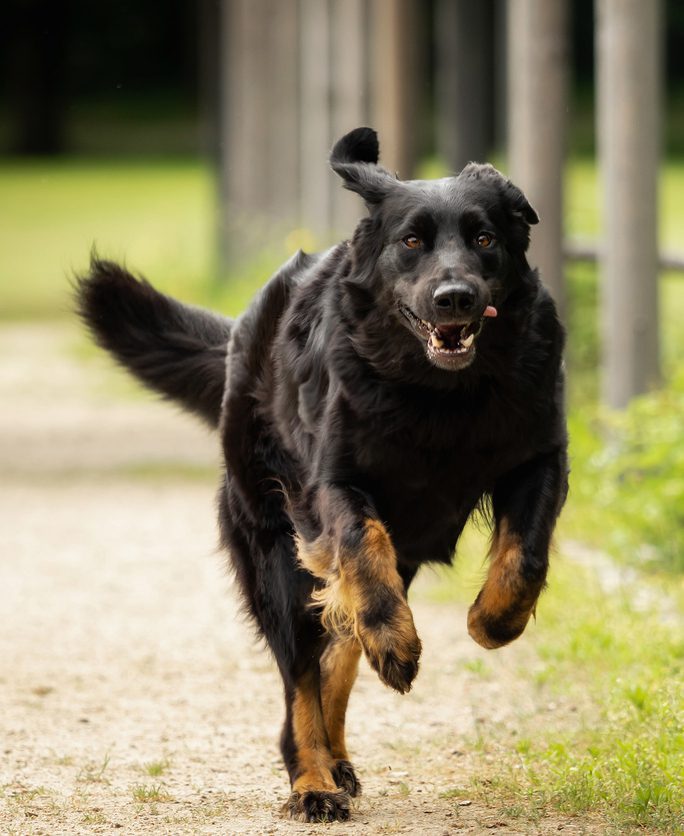 black dog running outside