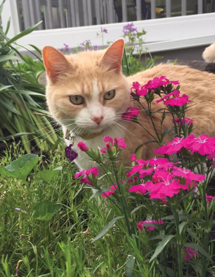 cat in flower bed