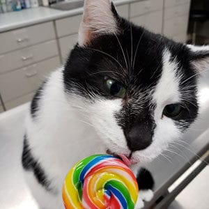 cat licking lolly pop