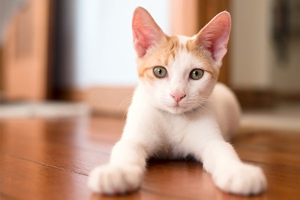 orange and white kitten on wood floor