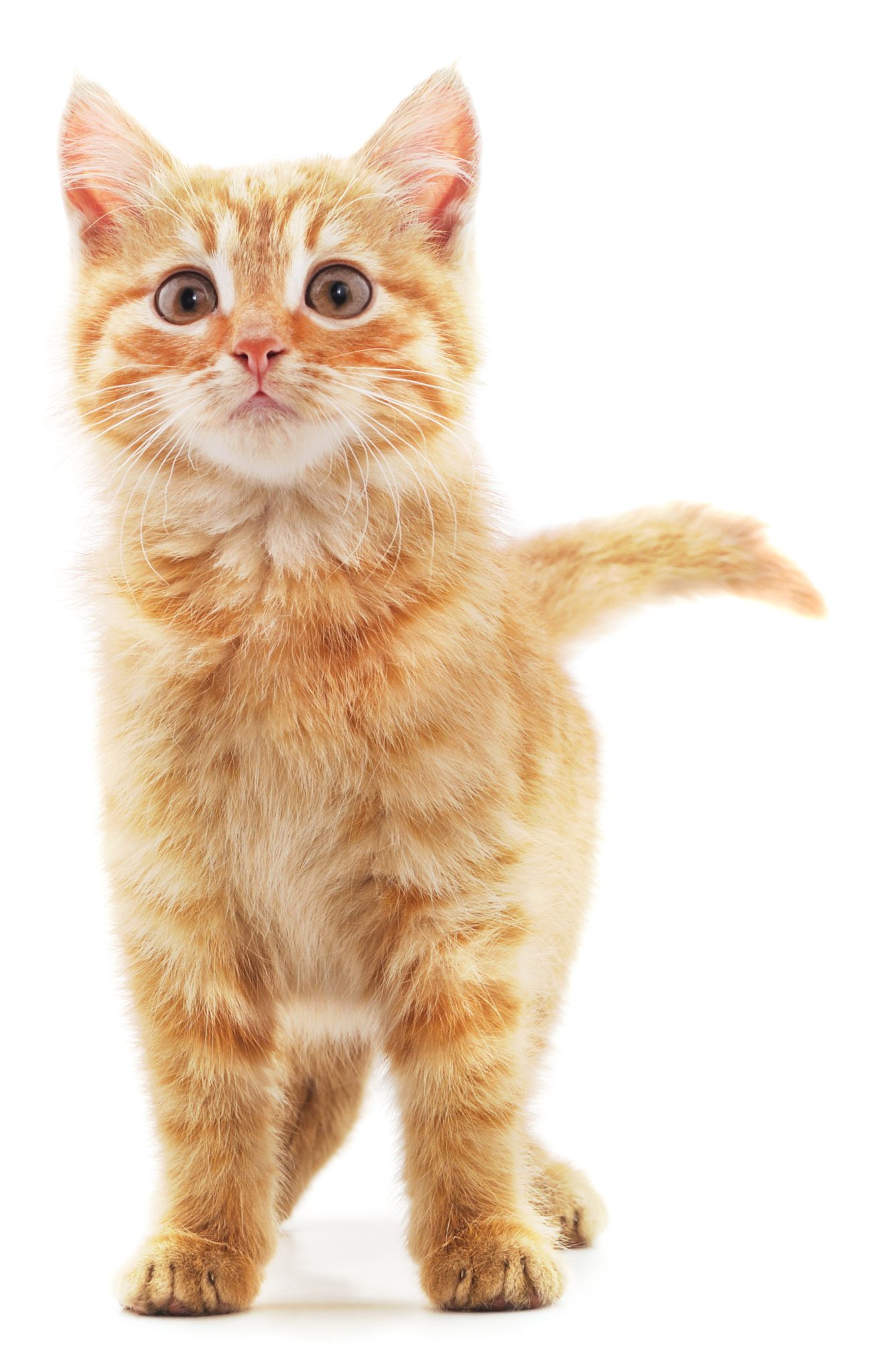 small orange cat looking up
