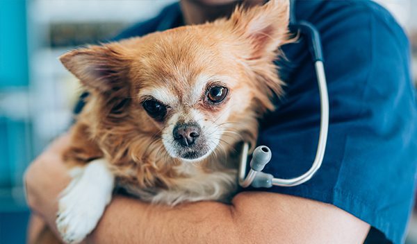 veterinarian holding dog
