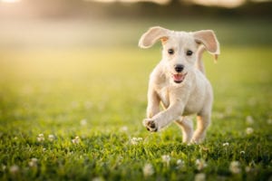 Benefits of spay and neuter in Columbus, OH