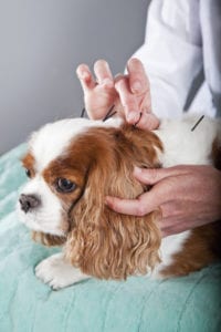 Acupuncture for dogs in Columbus, OH
