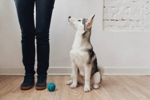 Puppy training tips in Columbus, OH
