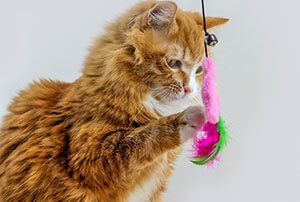 cat with feather wand
