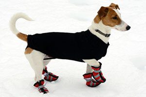 dog with winter booties