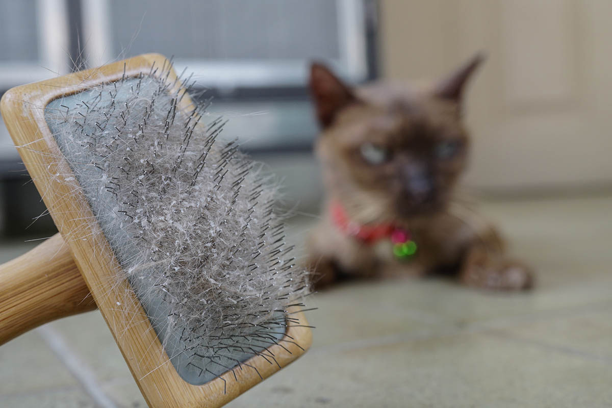 All About Dandruff in Cats