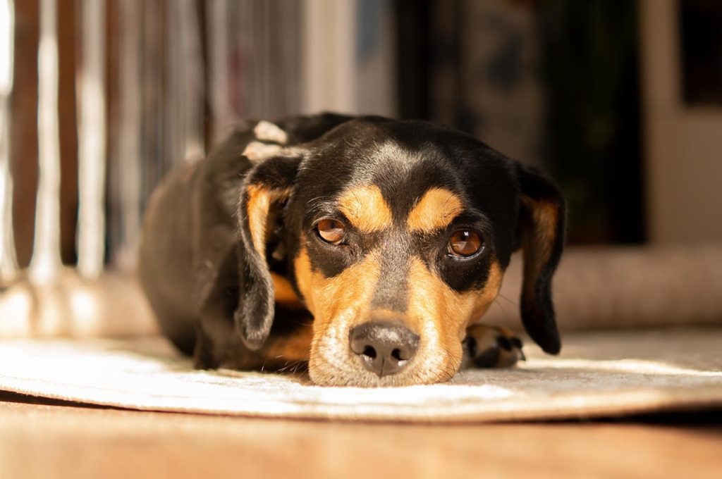 What Causes Heartworms In Dogs And Cats