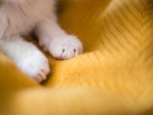 white-cat-paws-on-yellow-blanket