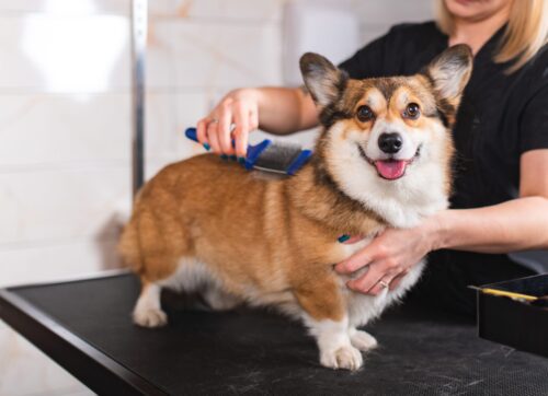 dog-getting-brushed-by-groomer