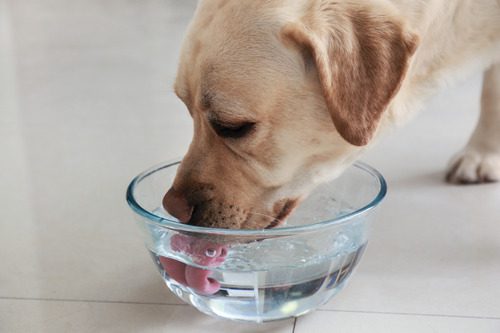 dog-drinking-water-out-of-clear-glass-bowl
