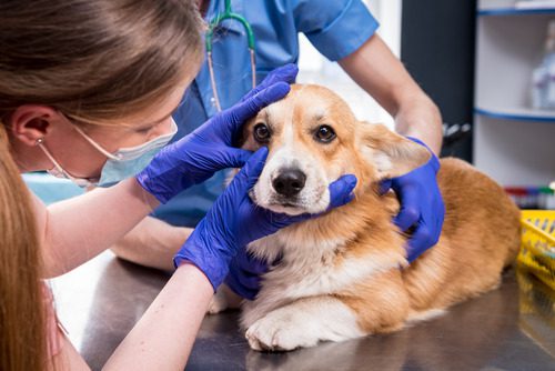 vet-examining-dogs-eyes-in-clinic