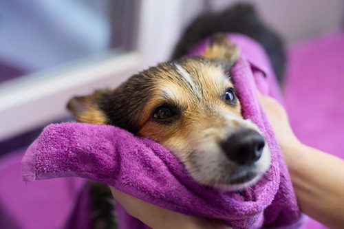 groomer-drying-dog-with-towel