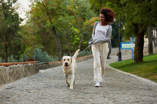 dog-walking-on-leash-with-owner-in-the-park