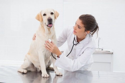 vet-listening-to-dog's-heart