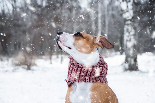 portrait-of-a-mixed-breed-dog-wearing-scarf-out-in-a-the-forest-while-it-snows
