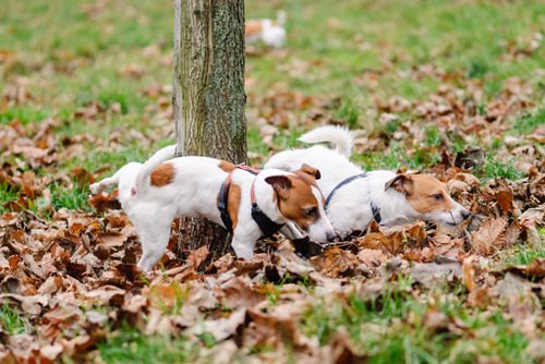 two-jack-russell-terrier-dogs-peeing-on-a-tree