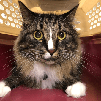 cat laying down waiting for pet exams in Columbus, OH