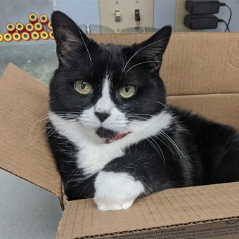cat sitting in cardboard box