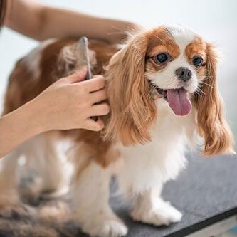 Dog grooming services in Columbus, OH