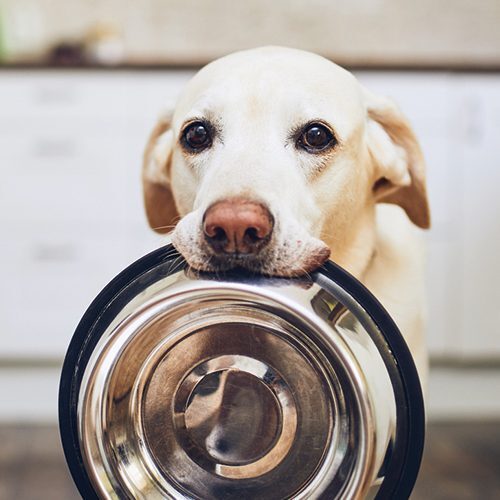 Cat and dog nutrition and weight management in Columbus, OH